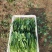 大棚直立菠菜