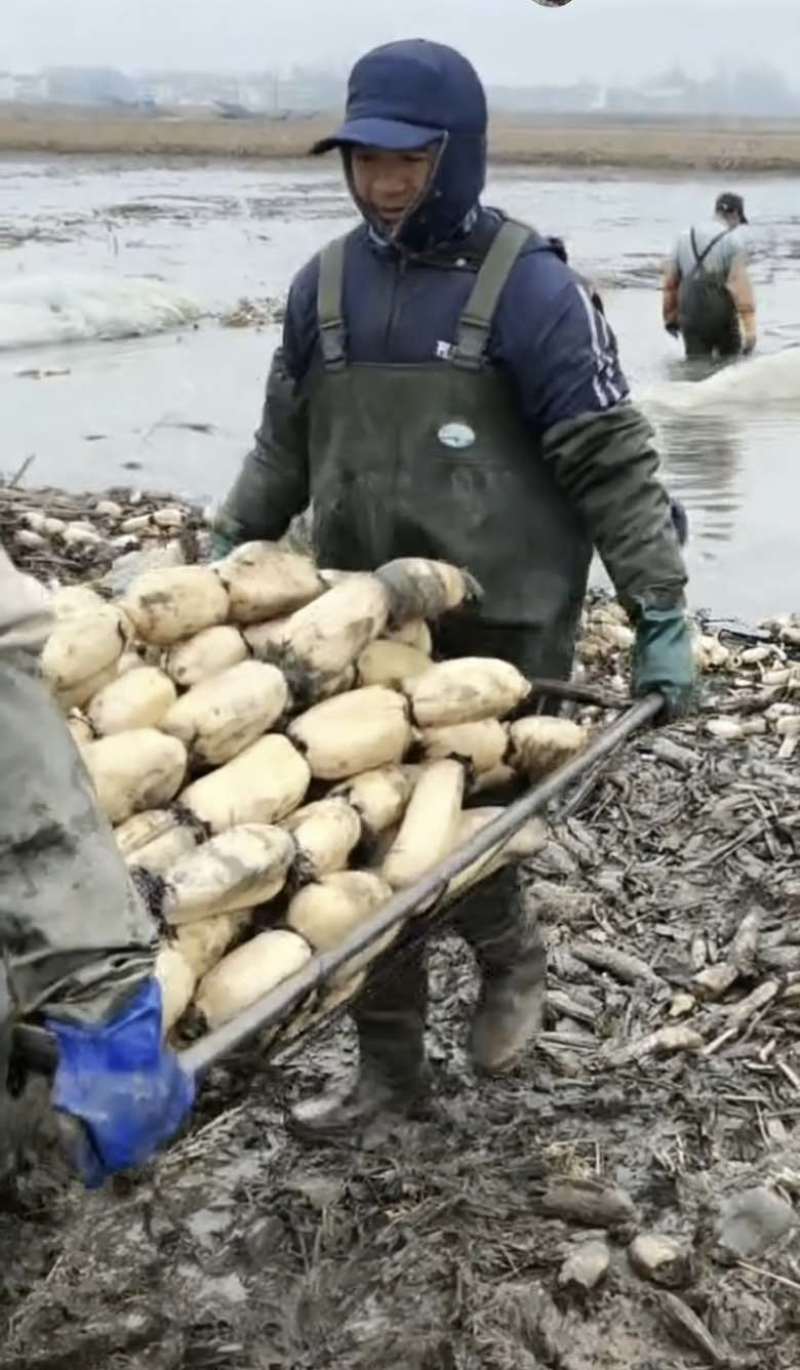 莲藕面大批量原产地，量大价廉