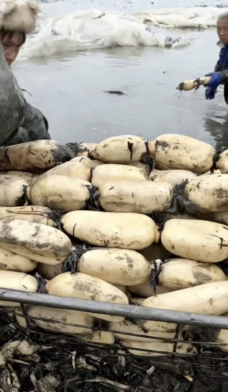 莲藕面大批量原产地，量大价廉