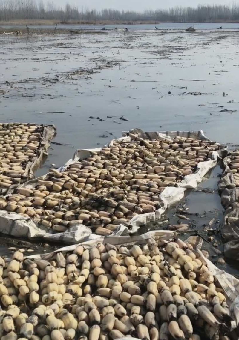 莲藕面大批量原产地，量大价廉