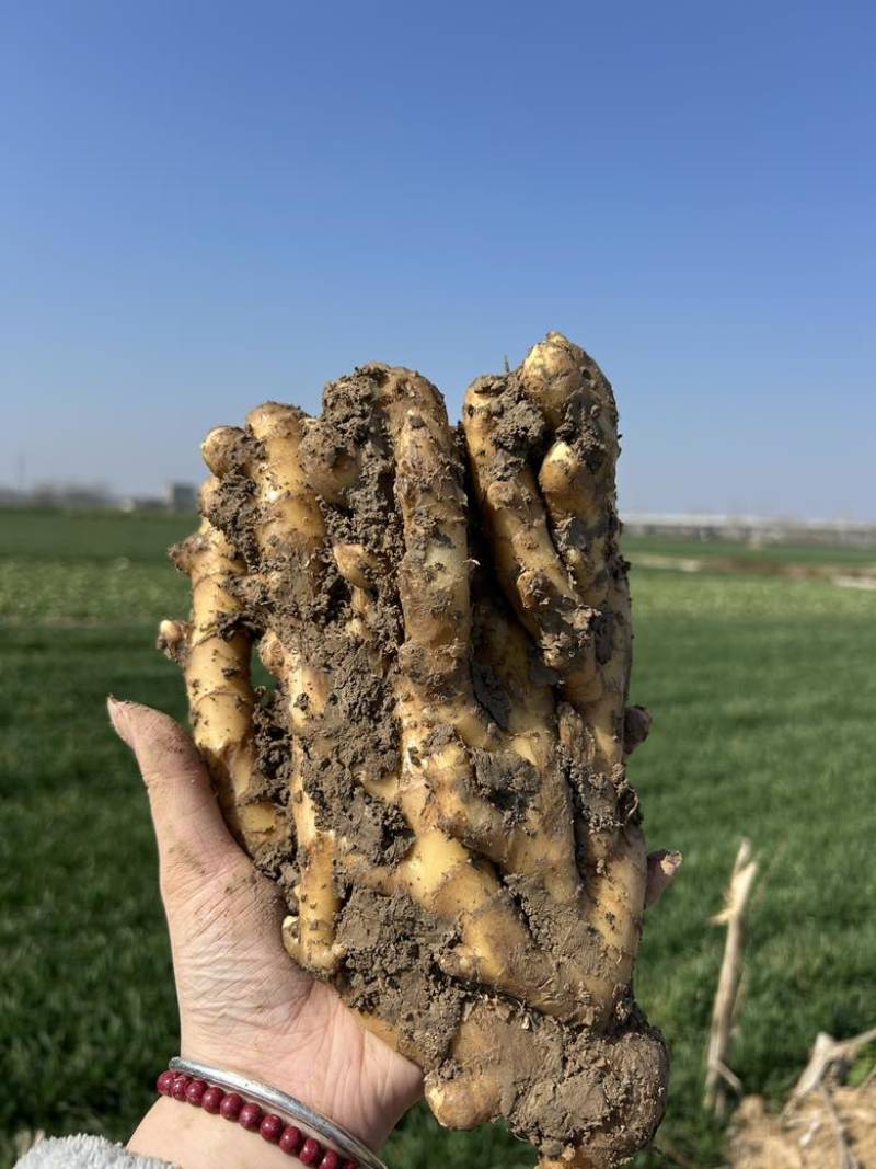 自家种植小黄姜一共六万斤一手货源量大优惠