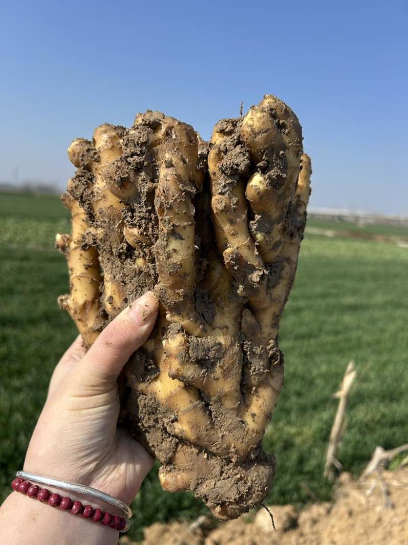 自家种植小黄姜一共六万斤一手货源量大优惠