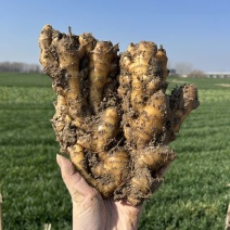 自家种植小黄姜一共六万斤一手货源量大优惠