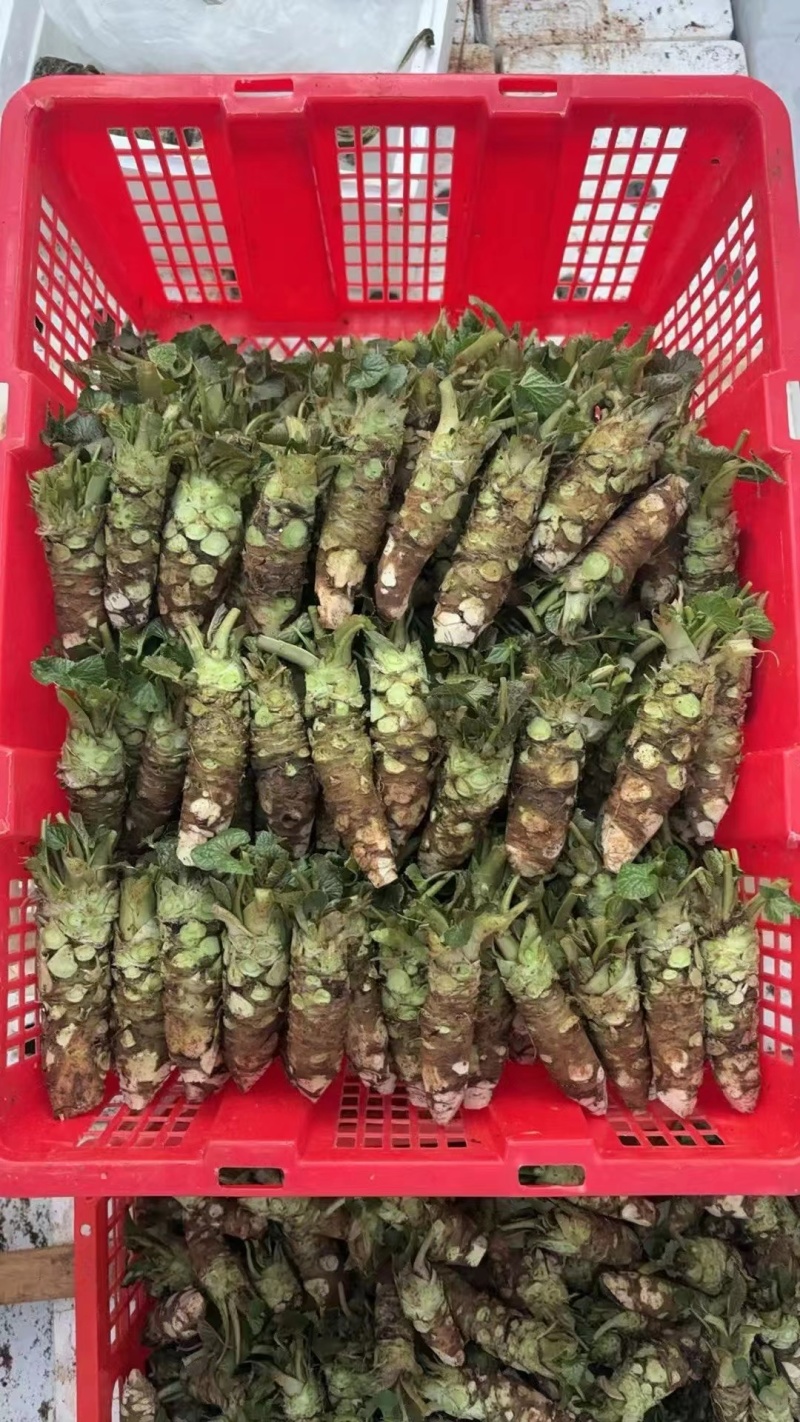 云南高山山葵