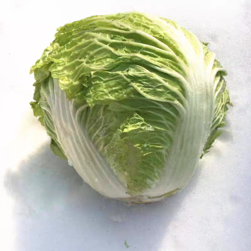 山东大白菜