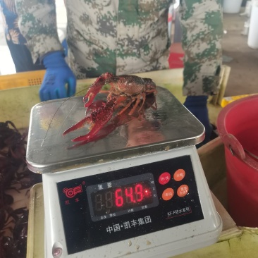 克氏小龙虾