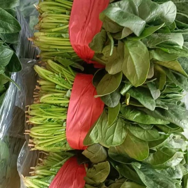 菠菜