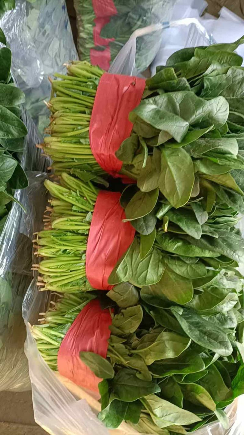 菠菜