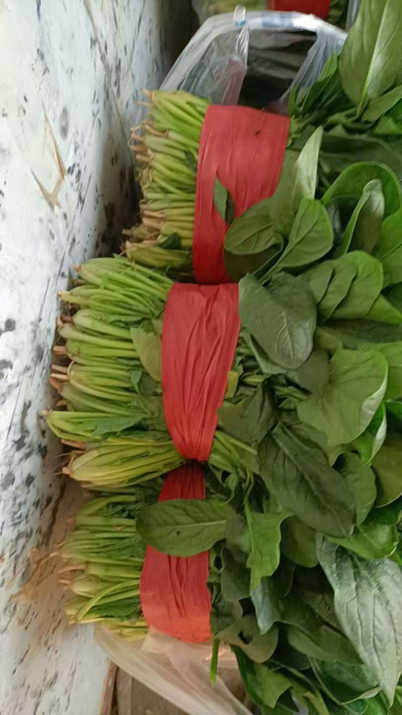 菠菜