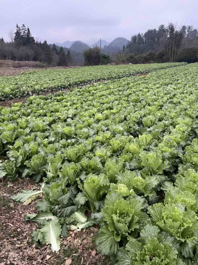 贵州遵义大白菜