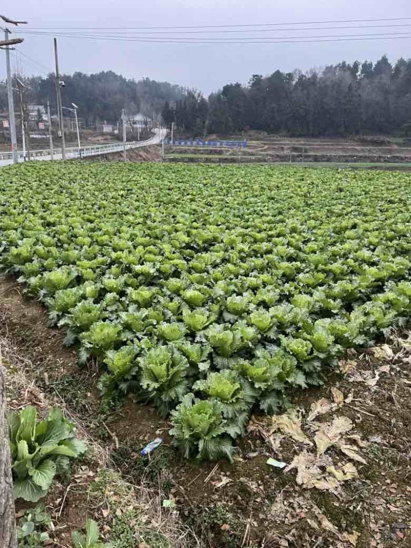 贵州遵义大白菜