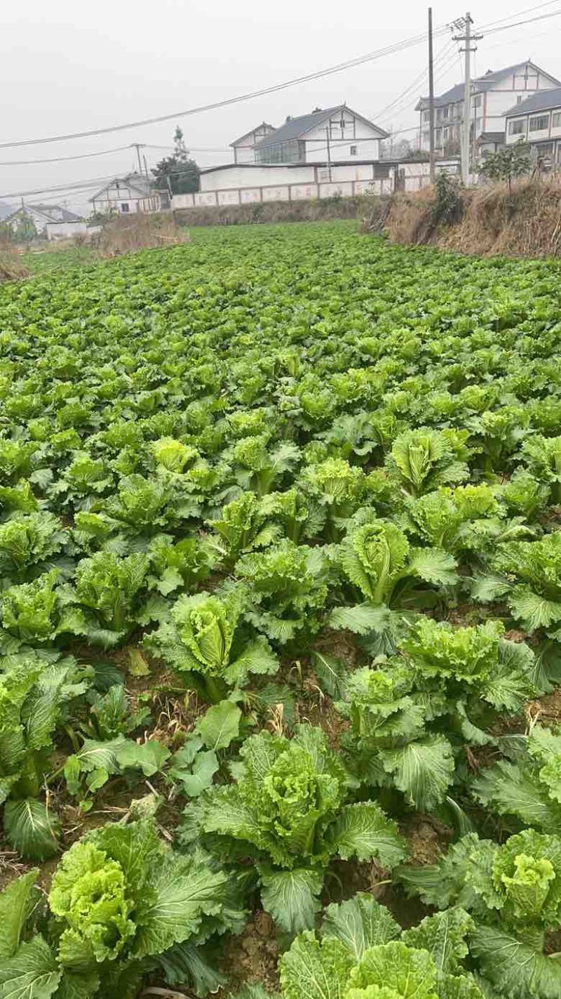 贵州遵义大白菜