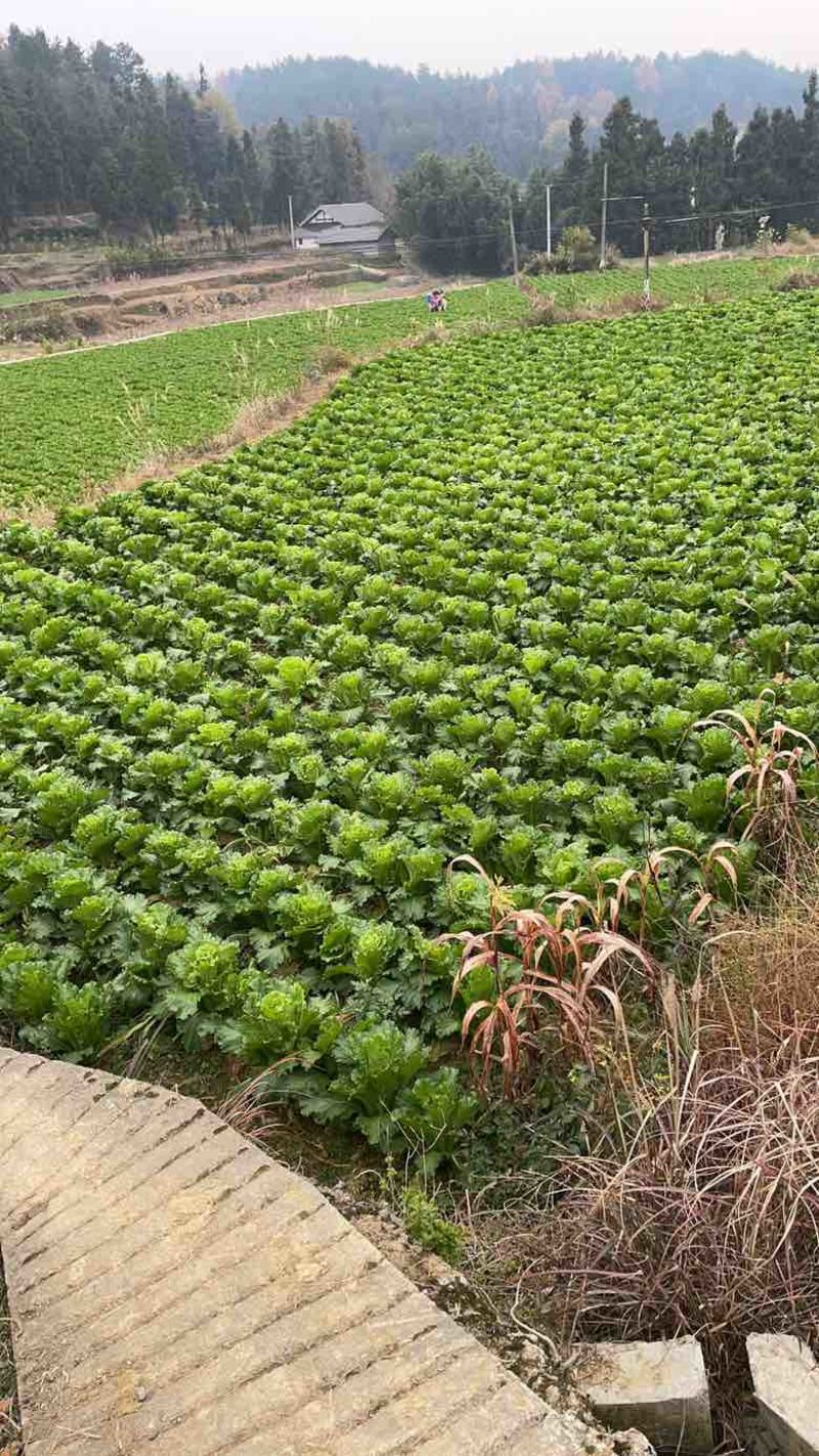 贵州遵义大白菜
