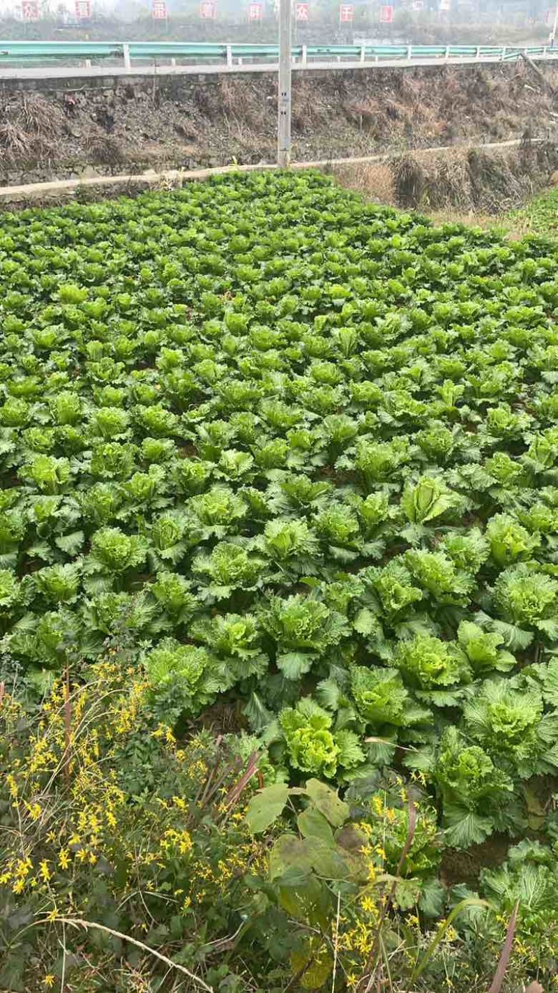 贵州遵义大白菜