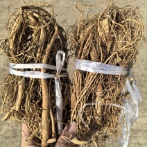 加工好小扎白花牛奶根