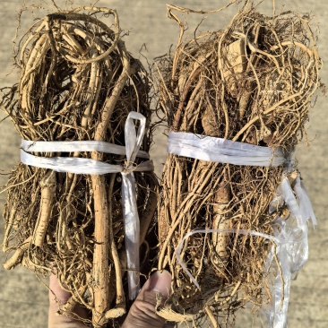 加工好小扎白花牛奶根