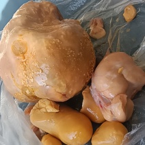 鸡宝