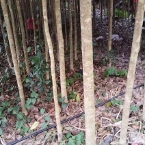 桂花树苗，四到六公分，六到十公分，共计十多万株