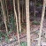 桂花树苗，四到六公分，六到十公分，共计十多万株