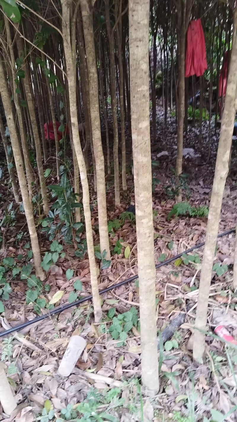 桂花树苗，四到六公分，六到十公分，共计十多万株