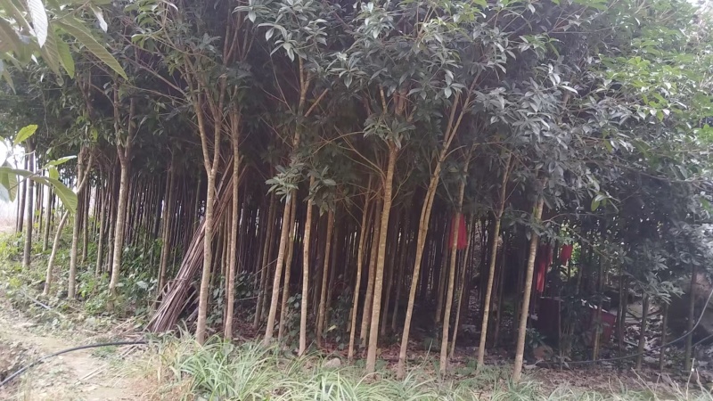 桂花树苗，四到六公分，六到十公分，共计十多万株