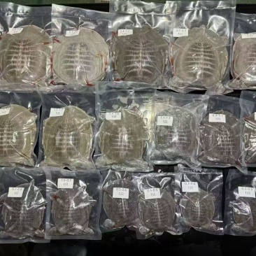 甲鱼全品类