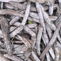 皂荚