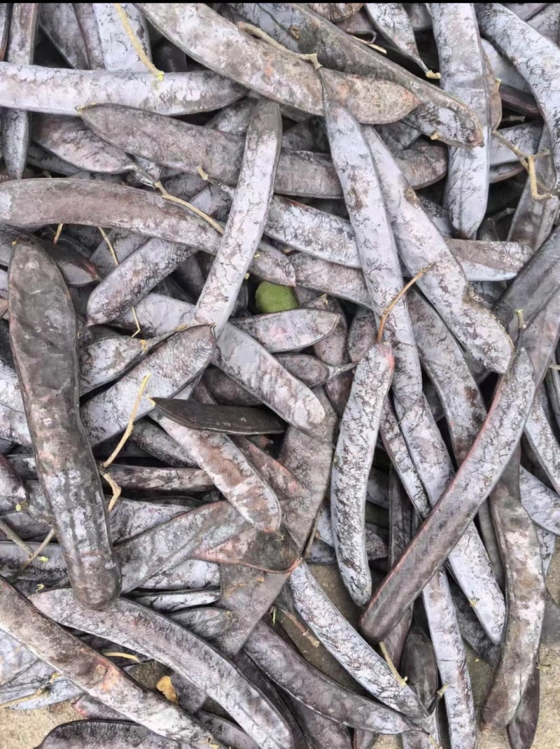 皂荚