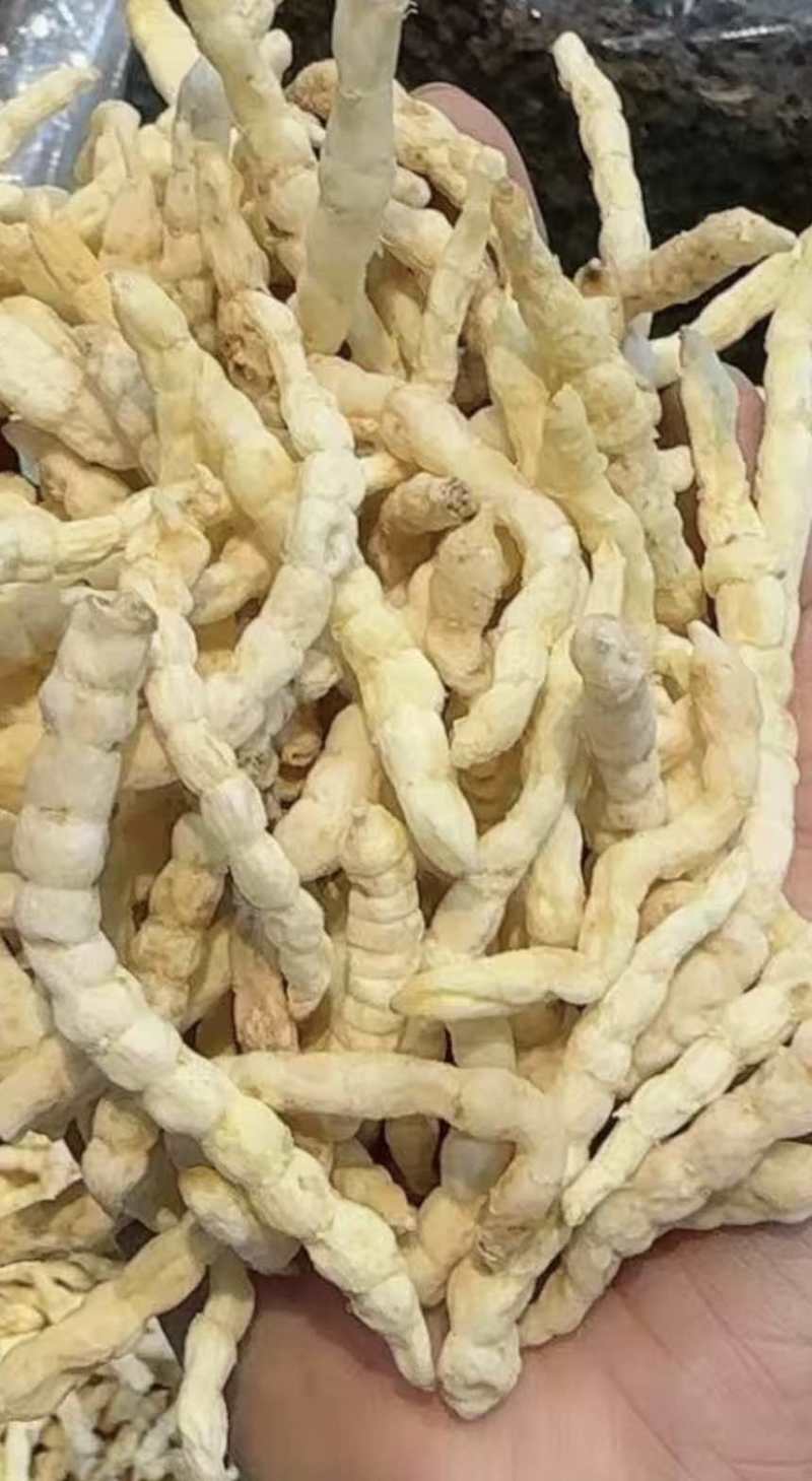 烤干地蚕药材