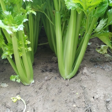 皇后西芹