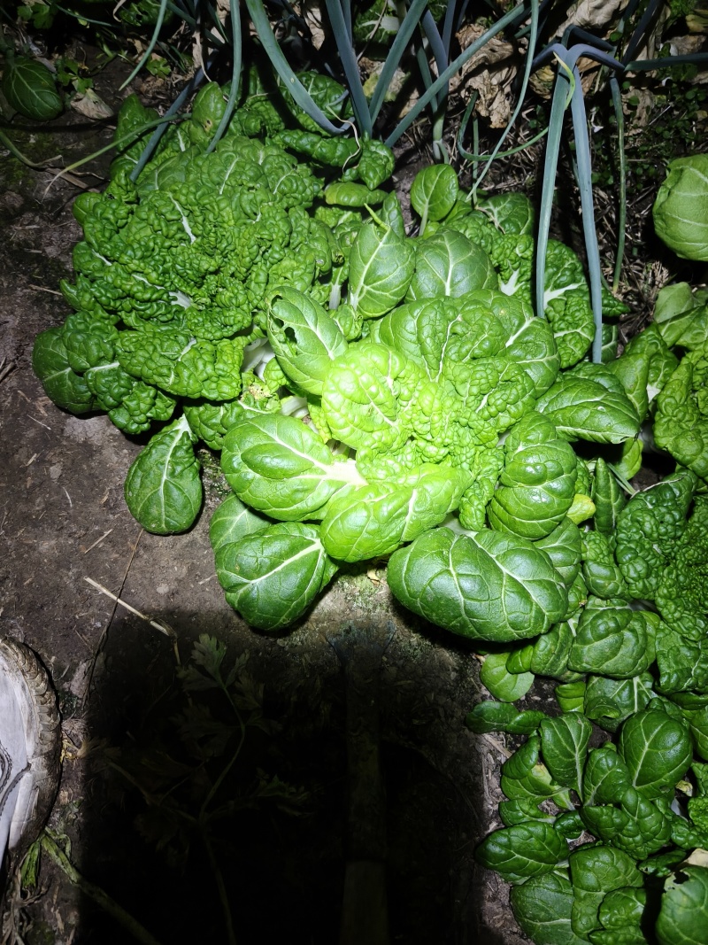 青菜