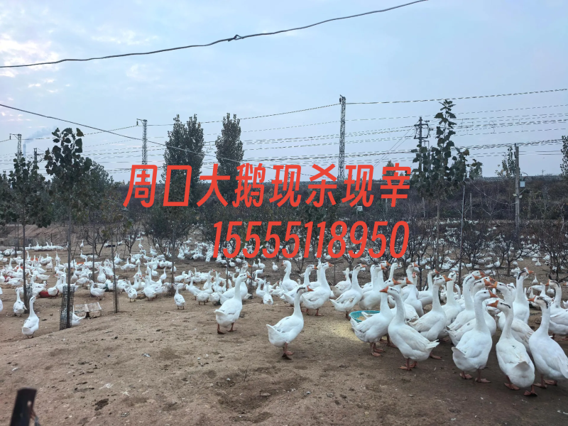 周口大鹅现杀现宰