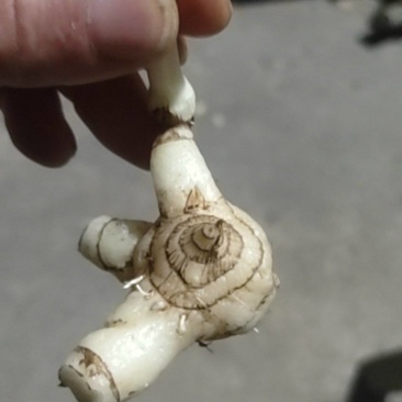 广西鲜白芨