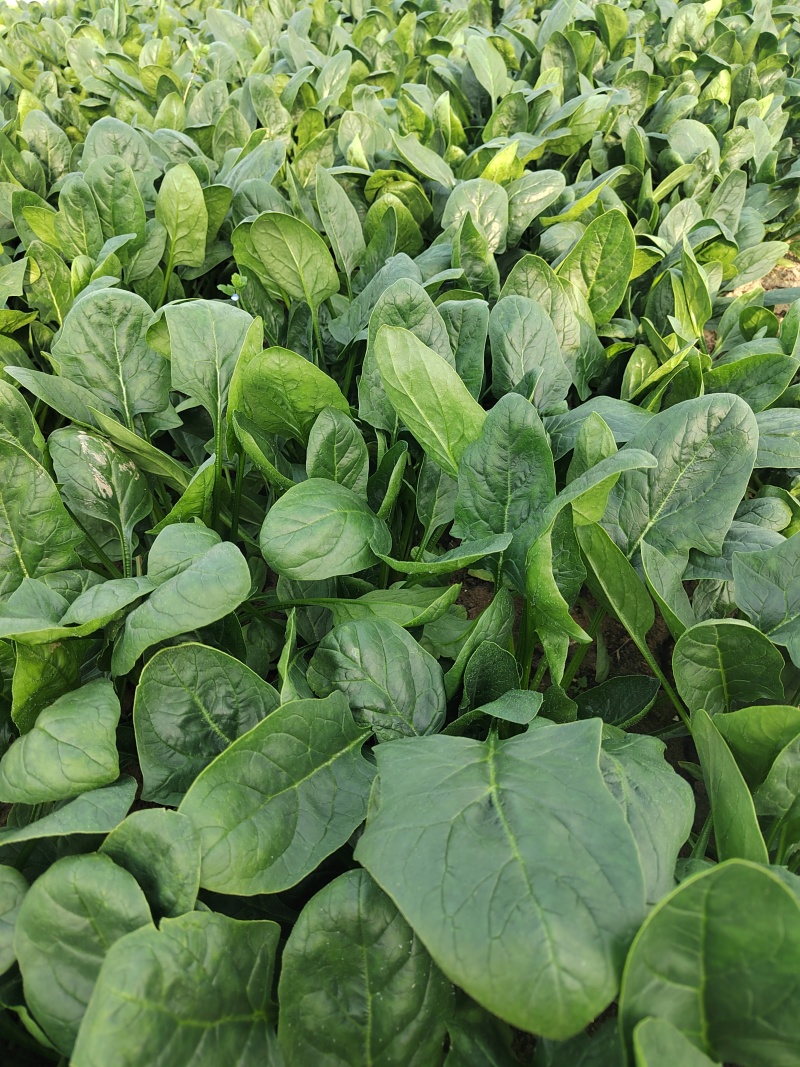 大棚直立菠菜一斤多斤，现拔现卖，