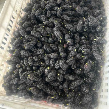 榨果汁的泡酒的来