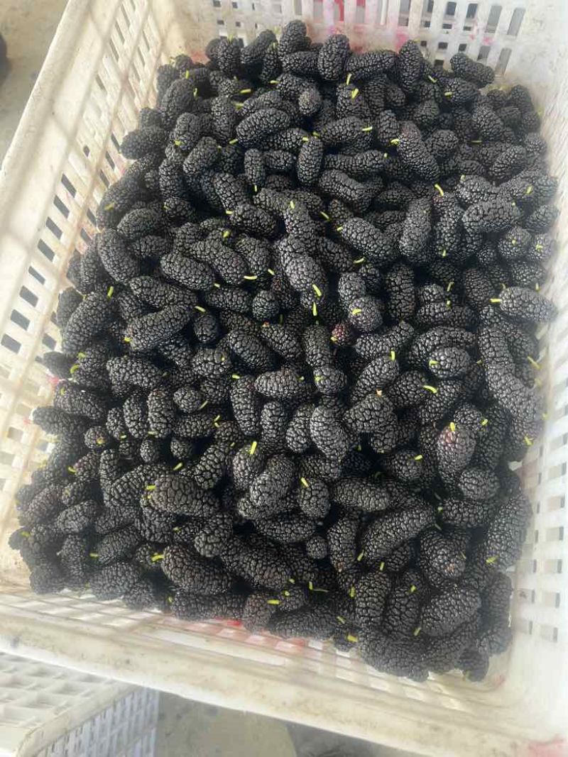 榨果汁的泡酒的来