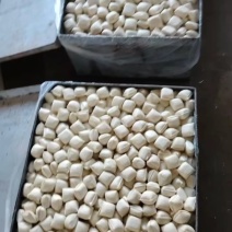 建水烧豆腐