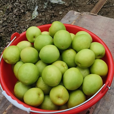 现在青枣