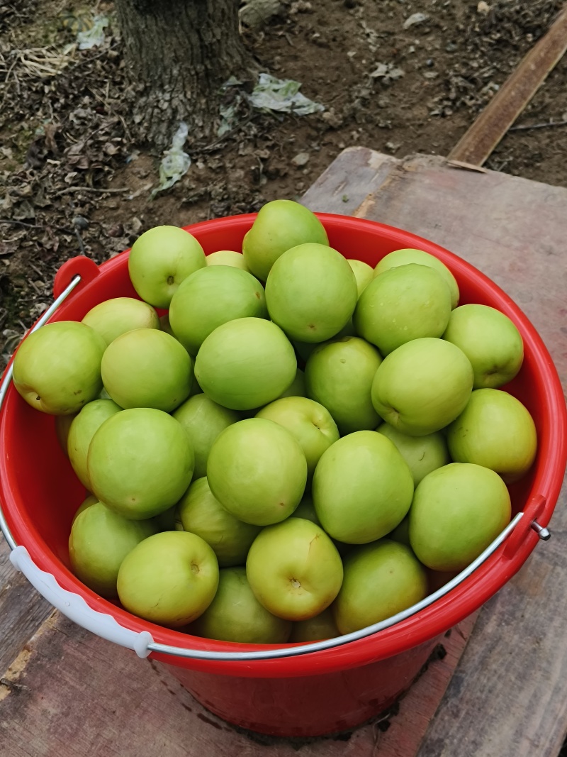现在青枣