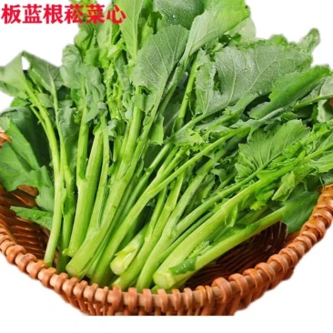 板蓝根青菜