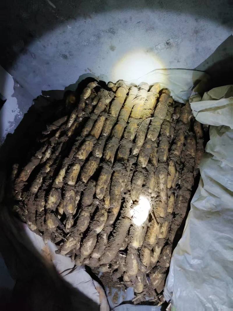 自家莲藕大量出售