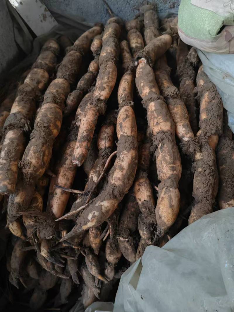 自家莲藕大量出售