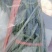 韭菜