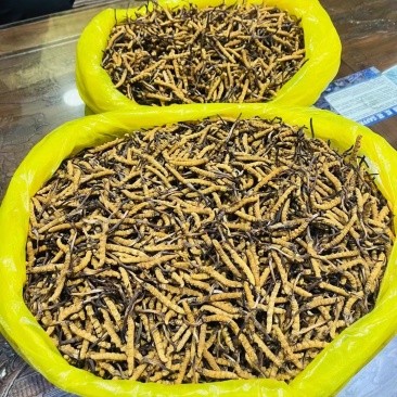 来自高原正宗野生冬虫夏草，