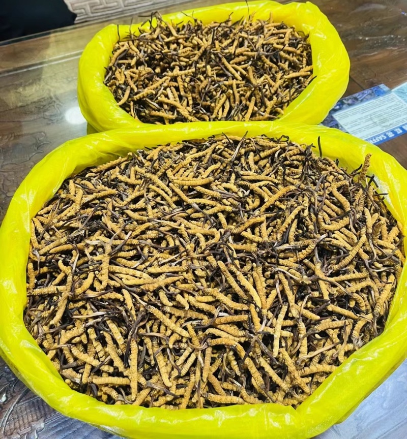来自高原正宗野生冬虫夏草，