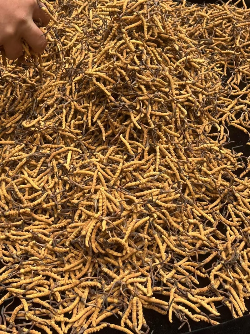 来自高原正宗野生冬虫夏草，