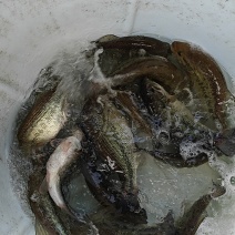 鲈鱼9两