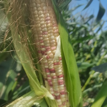 玉米676花糯米。