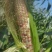 玉米676花糯米。