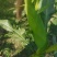 玉米676花糯米。